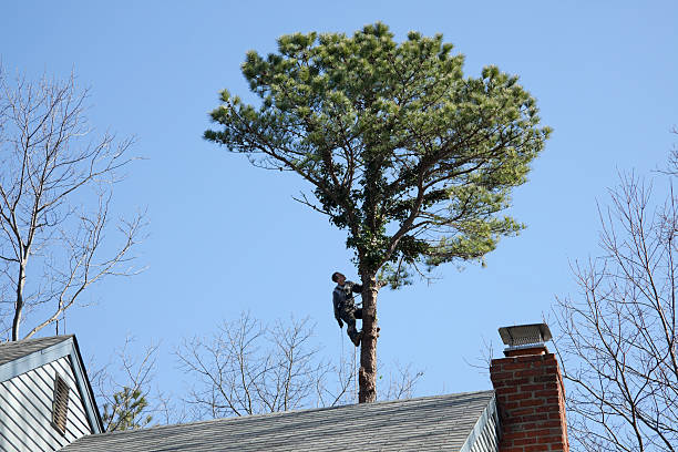 How Our Tree Care Process Works  in  Millport, AL