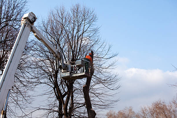 Reliable Millport, AL Tree Services Solutions